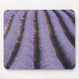 Mousepad França, Provença. Fileiras de lavanda em flor. 2
