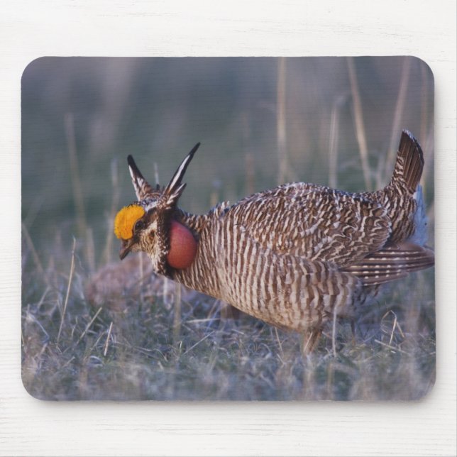 Mousepad Frango-da-pradaria-pequeno, Tympanuchus (Frente)