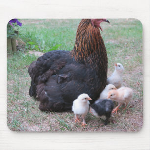 Mousepad frango, pintinhos, galinhas, pintinho, animal, ave