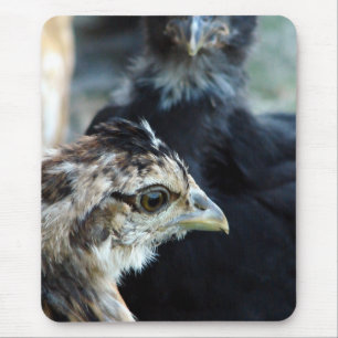 Mousepad Frangos Mistos de Curral