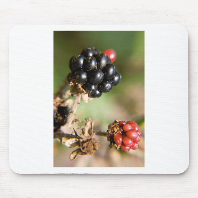 Mousepad Frutas do Outono (Frente)