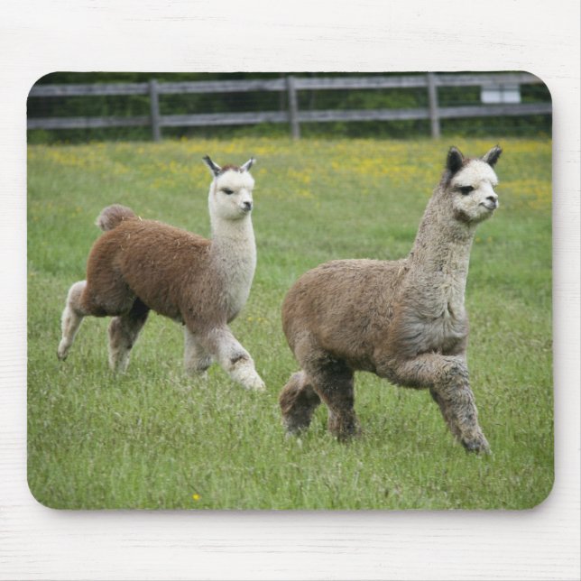 Mousepad Funcionamento cinzento das alpacas (Frente)