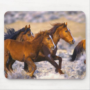 Mousepad Funcionamento dos cavalos
