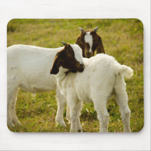 Mousepad Gado de Boca Bonita, Castanho e Branco