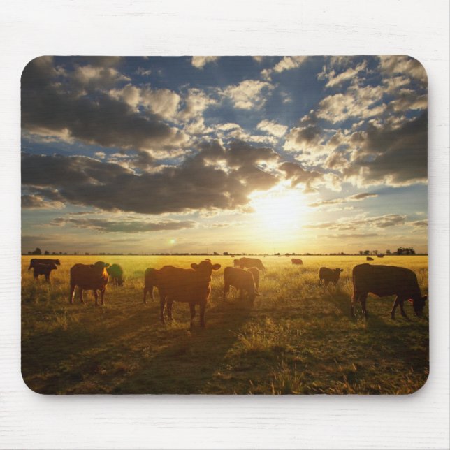 Mousepad Gado no campo, por do sol (Frente)