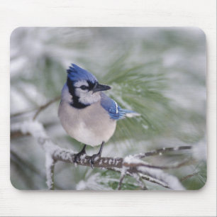 Mousepad Gaio-azul, Cyanocitta cristata