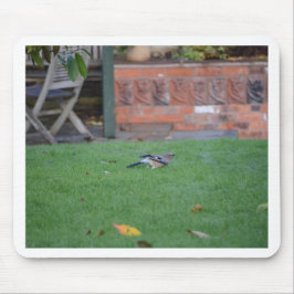 Mousepad Gaio-comum