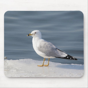 Mousepad Gaivota no gelo