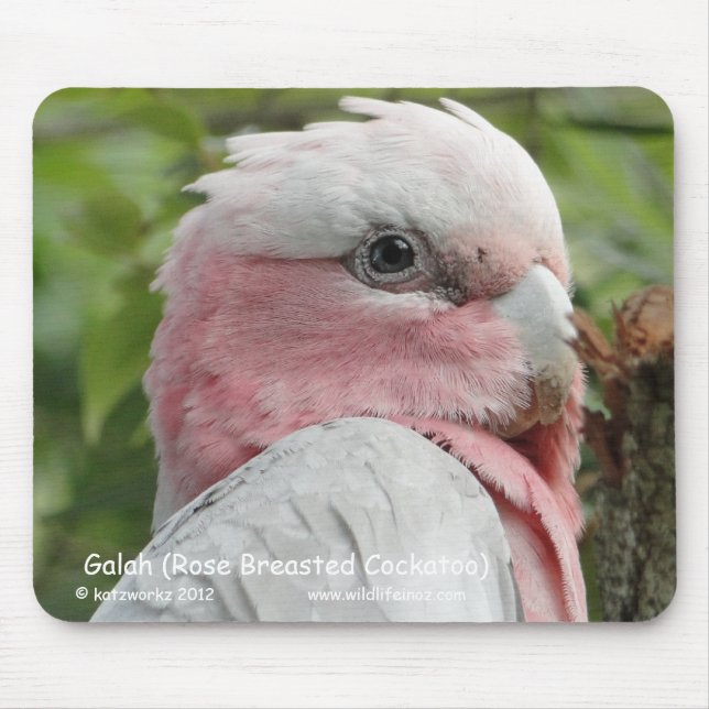 Mousepad Galah (Cockatoo cor-de-rosa de Breasted) (Frente)