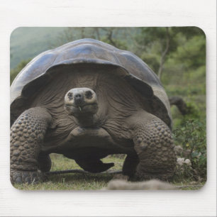 Mousepad Galápagos - Gigante Tortura Geoquelone