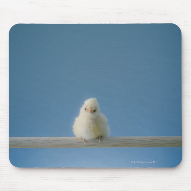 Mousepad Galinha de Pet Solitária Sentada em um Perch (Frente)