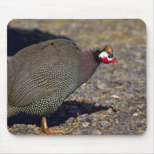 Mousepad Galinha-do-mato