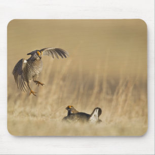 Mousepad Galinheiros machos em lek no condado de Loup