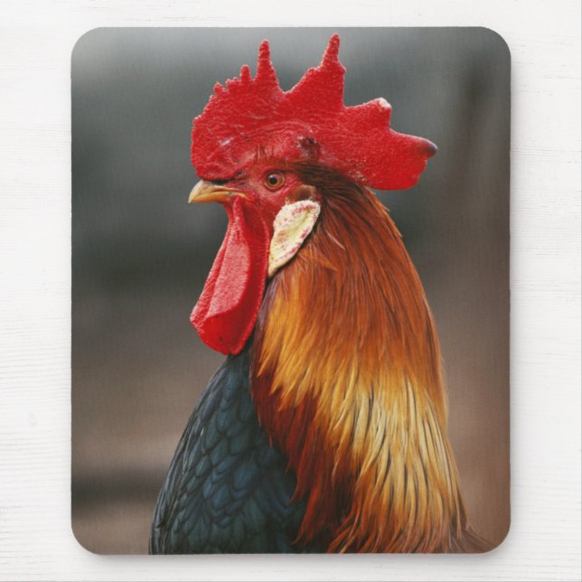Mousepad Galo Doméstico de Quintal (Frente)