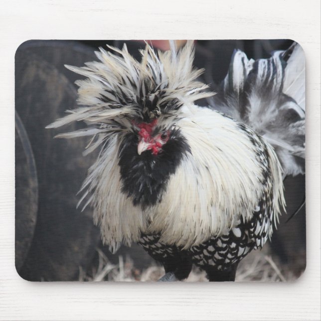 Mousepad Galo Pecado Polonês (Frente)