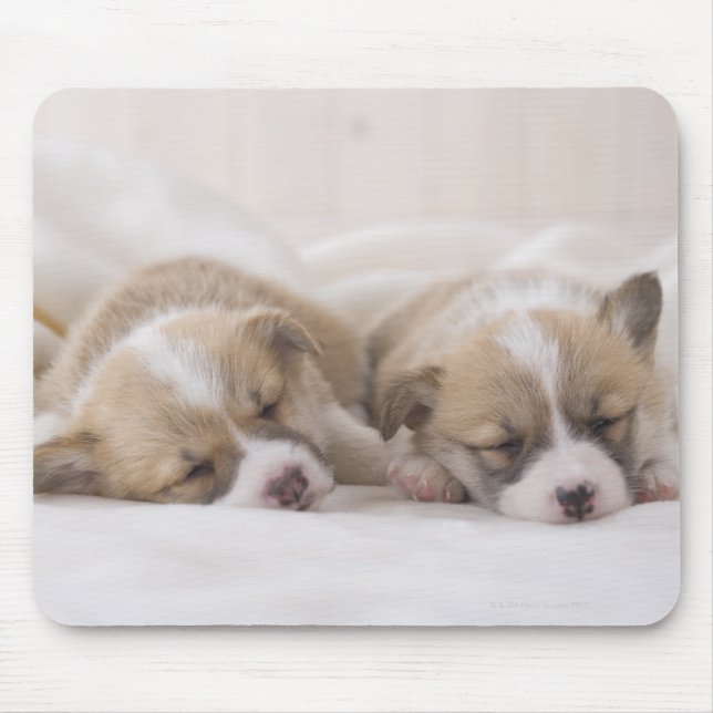 Mousepad Galsh Corgi Puppies (Frente)