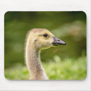 Mousepad Ganso Canadense (Gosling)