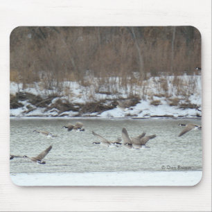 Mousepad Gansos canadenses B7 em voo