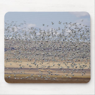 Mousepad Gansos da neve durante a migração da primavera