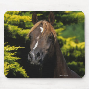 Mousepad Garanhão árabe