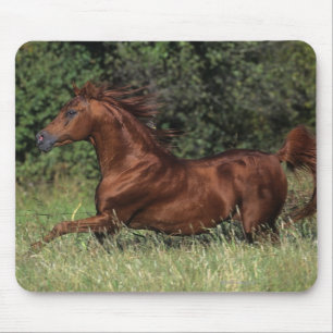 Mousepad Garanhão árabe que funciona na grama