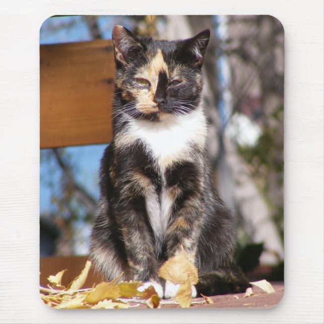 Mousepad Gatinho 1 da concha de tartaruga (Frente)