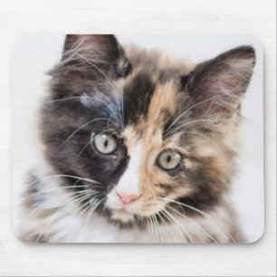 Mousepad Gatinho adorável da chita