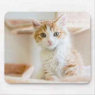 Mousepad Gatinho alaranjado & branco