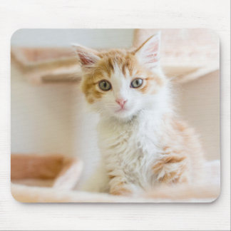 Mousepad Gatinho alaranjado & branco