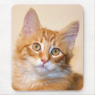 Mousepad Gatinho alaranjado do gato malhado