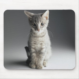 Mousepad Gatinho azul do gato malhado