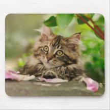 Gatinho bonito do racum de Maine