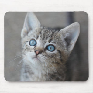 Mousepad Gatinho bonito no jardim