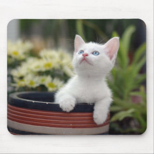 Mousepad Gatinho branco turco