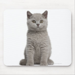 Mousepad Gatinho britânico de Shorthair (10 semanas velho)