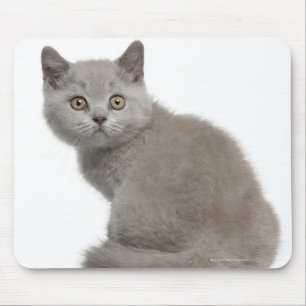 Mousepad Gatinho britânico de Shorthair (10 semanas velho)