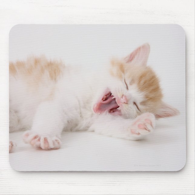 Mousepad Gatinho de bocejo no fundo branco. (Frente)