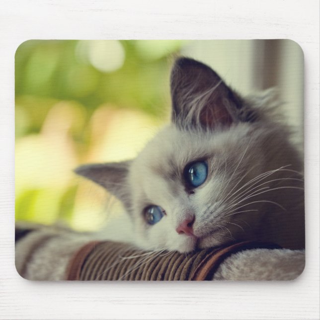 Mousepad Gatinho de Ragdoll (Frente)