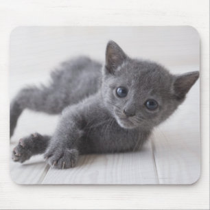Mousepad Gatinho do azul do russo