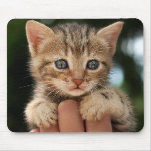 Mousepad Gatinho doce do bebê