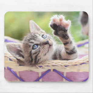 Mousepad Gatinho em uma cesta