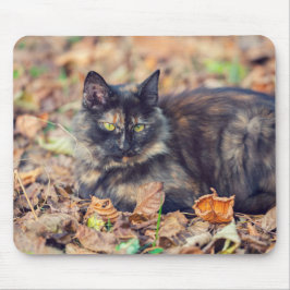 Mousepad Gatinho Fluffy Tortoisesinferno no outono