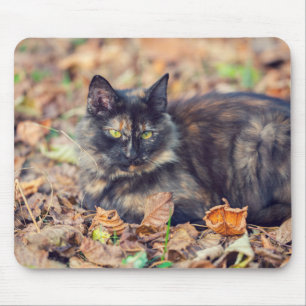 Mousepad Gatinho Fluffy Tortoisesinferno no outono