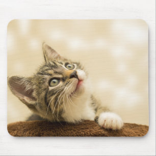 Mousepad Gatinho Fofo com uma Pata Estimulada