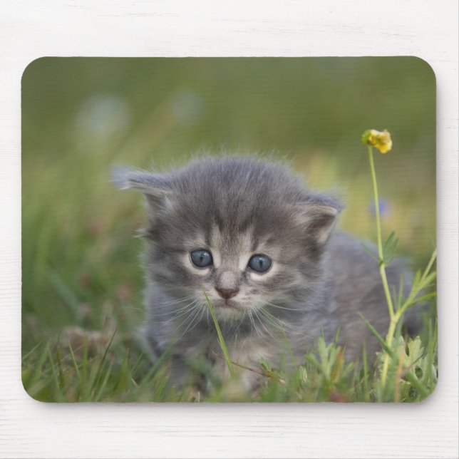 Mousepad Gatinho Fofo Personalizado (Frente)