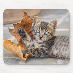 Mousepad Gatinho Gatinho Gato Gato Gelado Brincando Com Fol