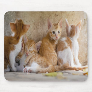 Mousepad Gatinho Listrado Laranja e Branco/Adicione a Foto 