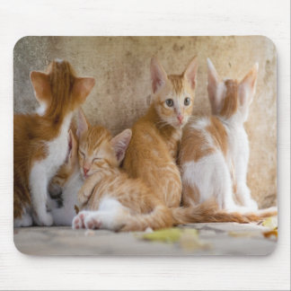 Mousepad Gatinho Listrado Laranja e Branco/Adicione a Foto 