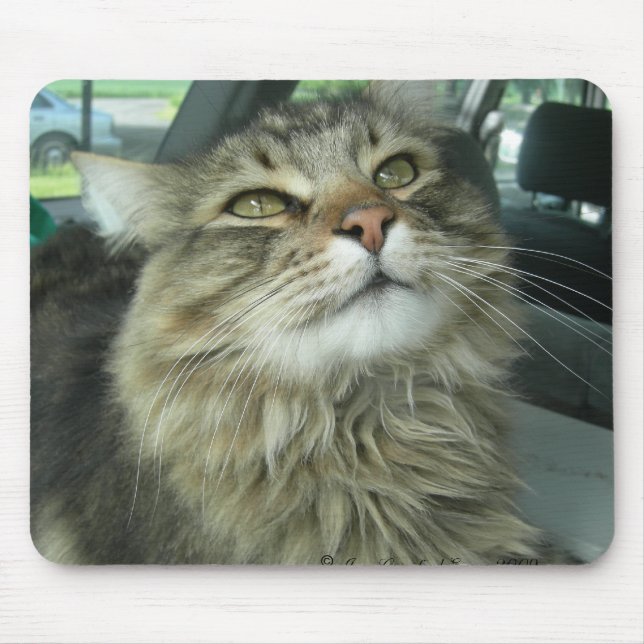 Mousepad Gatinho Maine Coon (Frente)