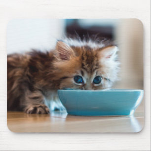 Mousepad Gatinho persa novo